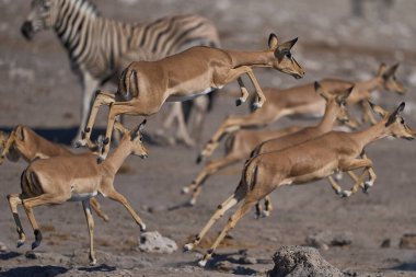 Siyah yüzlü Impala (Aepyceros melampus petersi), Namibya 'daki Etosha Ulusal Parkı' ndaki bir su birikintisinde ürktükten sonra sıçrıyor. 