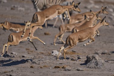 Siyah yüzlü Impala (Aepyceros melampus petersi), Namibya 'daki Etosha Ulusal Parkı' ndaki bir su birikintisinde ürktükten sonra sıçrıyor. 