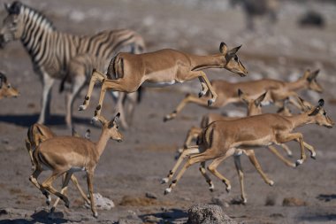 Siyah yüzlü Impala (Aepyceros melampus petersi), Namibya 'daki Etosha Ulusal Parkı' ndaki bir su birikintisinde ürktükten sonra sıçrıyor. 