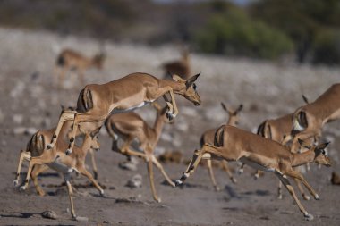 Siyah yüzlü Impala (Aepyceros melampus petersi), Namibya 'daki Etosha Ulusal Parkı' ndaki bir su birikintisinde ürktükten sonra sıçrıyor. 