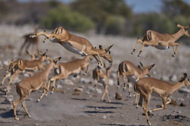 Siyah yüzlü Impala (Aepyceros melampus petersi), Namibya 'daki Etosha Ulusal Parkı' ndaki bir su birikintisinde ürktükten sonra sıçrıyor. 