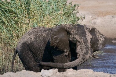 Boğa Afrika fili (Loxodonta africana) Namibya 'daki Etosha Ulusal Parkı' ndaki bir su birikintisinde kendisini çamur ve tozla kaplar.