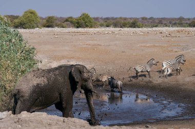 Boğa Afrika fili (Loxodonta africana) Namibya 'daki Etosha Ulusal Parkı' ndaki bir su birikintisinde kendisini çamur ve tozla kaplar.