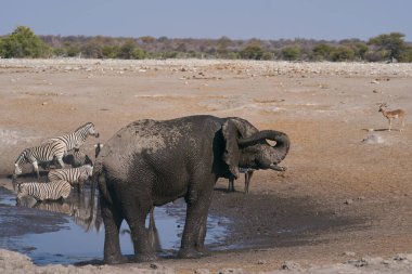 Boğa Afrika fili (Loxodonta africana) Namibya 'daki Etosha Ulusal Parkı' ndaki bir su birikintisinde kendisini çamur ve tozla kaplar.