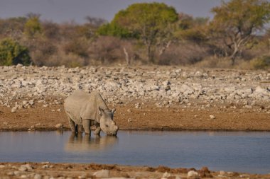 Kara Gergedan (Diceros bicornis) Namibya 'daki Etosha Ulusal Parkı' ndaki bir su birikintisinde içiyor.