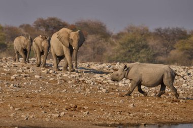 Siyah gergedan (Diceros bicornis), Namibya 'daki Etosha Ulusal Parkı' ndaki bir su birikintisine yaklaşan bir Afrika fili sürüsüne (Loxodonta africana) doğru yol alır.