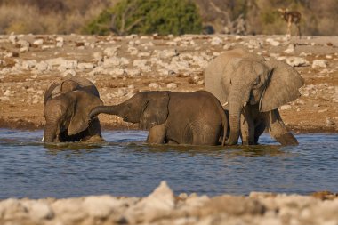 Bir grup Afrika fili (Loxodonta africana) Namibya 'daki Etosha Ulusal Parkı' ndaki bir su birikintisinde su sıçratır ve içerler.                               