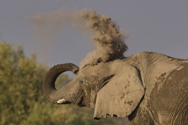 Afrika fili (Loxodonta africana) Namibya 'daki Etosha Ulusal Parkı' ndaki bir su birikintisinde içtikten sonra toz banyosu yapar.