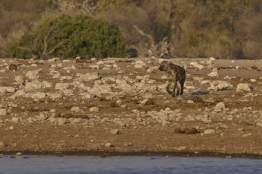 Hyaena (Crocuta crocuta), Namibya 'daki Etosha Ulusal Parkı' ndaki bir su birikintisinin yakınlarında görüldü.