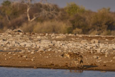 Hyaena (Crocuta crocuta), Namibya 'daki Etosha Ulusal Parkı' ndaki bir su birikintisinin yakınlarında görüldü.