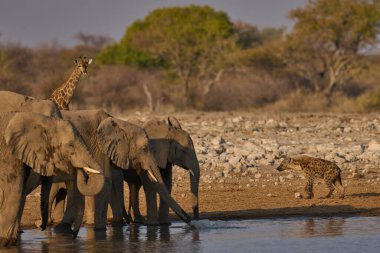 Bir grup Afrika fili (Loxodonta africana) Namibya 'daki Etosha Ulusal Parkı' ndaki bir su birikintisinde içiyor. Avlanırken Hyaena (Crocuta crocuta) görüldü.