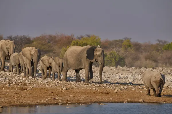 stock image Black Rhinoceros (Diceros bicornis) makes way to a herd of African elephant (Loxodonta africana) approaching a waterhole in Etosha National Park, Namibia