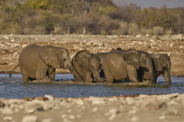 Bir grup Afrika fili (Loxodonta africana) Namibya 'daki Etosha Ulusal Parkı' ndaki bir su birikintisinde su sıçratır ve içerler.                               