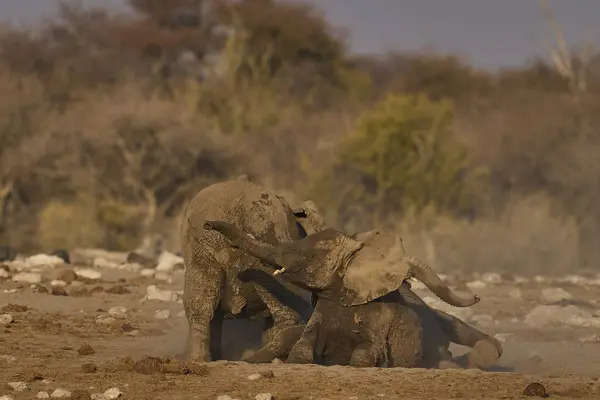 stock image African elephant (Loxodonta africana) have a dust bath after drinking at a nearby waterhole in Etosha National Park in Namibia