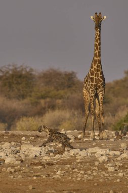 Giraffe (Giraffa camelopardalis) trying to have a drink watches as a Spotted Hyaena (Crocuta crocuta) wanders past in Etosha National Park, Namibia. clipart