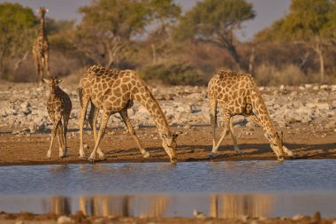 Bir grup zürafa (Giraffa camelopardalis) Etosha Ulusal Parkı, Namibya 'daki bir su birikintisinde içiyor.                               