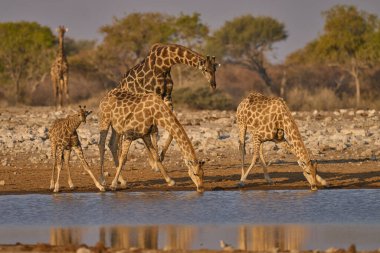 Bir grup zürafa (Giraffa camelopardalis) Etosha Ulusal Parkı, Namibya 'daki bir su birikintisinde içiyor.                               