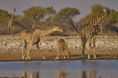 Bir grup zürafa (Giraffa camelopardalis) Etosha Ulusal Parkı, Namibya 'daki bir su birikintisinde içiyor.                               