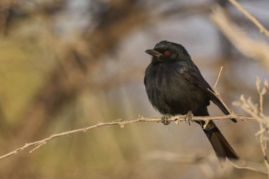 Çatal Kuyruklu Drongo (Dicrurus adsimilis), Namibya 'daki Etosha Ulusal Parkı' nda bir dala tünemiştir.