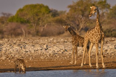 Zürafa (Giraffa camelopardalis), Namibya 'nın Etosha Milli Parkı' nda gezinen bir Hyaena (Crocuta Crocuta crocuta) olarak içki saatlerine sahip olmaya çalışıyor..