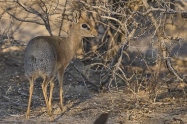 Erkek Damara Dik-dik (Madoqua kirkii) Etosha Ulusal Parkı, Namibya 'da yiyecek arıyor