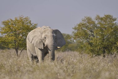 Büyük Afrika fili (Loxodonta africana) Namibya 'daki Etosha Ulusal Parkı' nda otluyor.