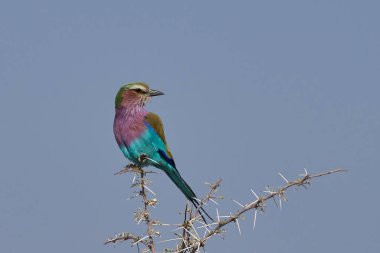 Leylak göğüslü Roller (Coracias caudatus) Namibya 'daki Etosha Ulusal Parkı' nda bir dala tünemiştir..