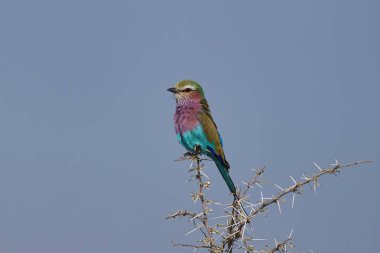 Leylak göğüslü Roller (Coracias caudatus) Namibya 'daki Etosha Ulusal Parkı' nda bir dala tünemiştir..