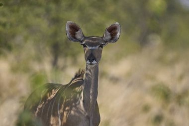 Etosha Ulusal Parkı, Namibya 'daki ormanlıkta Büyük Kudu' nun (Tragelaphus strepsiceros) sahne çekimi