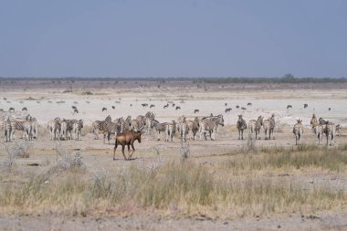 Burchell 'in zebrası (Equus quagga burchellii) Etosha Ulusal Parkı, Namibya