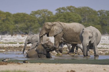 Afrika fili sürüsü (Loxodonta africana) Namibya 'daki Etosha Ulusal Parkı' ndaki bir su birikintisinde içiyor..