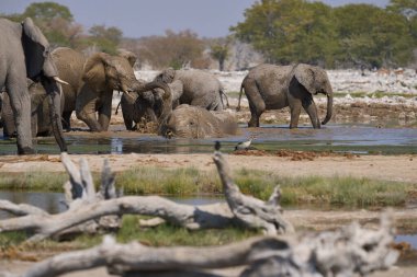 Afrika fili sürüsü (Loxodonta africana) Namibya 'daki Etosha Ulusal Parkı' ndaki bir su birikintisinde içiyor..