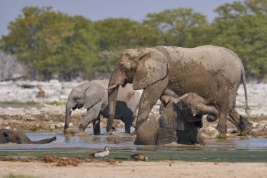 Afrika fili sürüsü (Loxodonta africana) Namibya 'daki Etosha Ulusal Parkı' ndaki bir su birikintisinde içiyor..