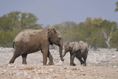 Afrika fili sürüsü (Loxodonta africana) Namibya 'daki Etosha Ulusal Parkı' ndaki bir su birikintisinde içiyor..