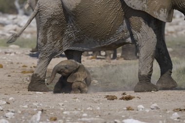 Afrika fili sürüsü (Loxodonta africana) Namibya 'daki Etosha Ulusal Parkı' ndaki bir su birikintisinde içiyor..