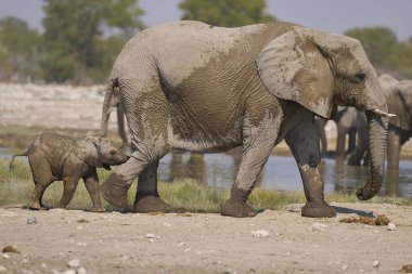 Afrika fili sürüsü (Loxodonta africana) Namibya 'daki Etosha Ulusal Parkı' ndaki bir su birikintisinde içiyor..