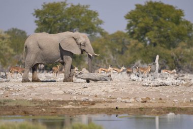 Afrika fili (Loxodonta africana) Namibya 'daki Etosha Ulusal Parkı' nda bir su birikintisinde