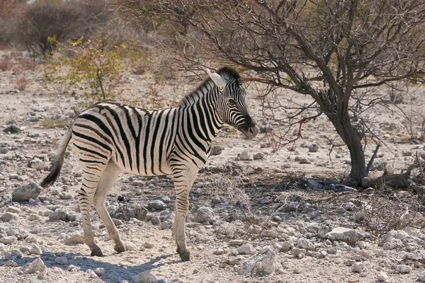 Burchell 'in zebrası (Equus quagga burchellii) Etosha Ulusal Parkı, Namibya