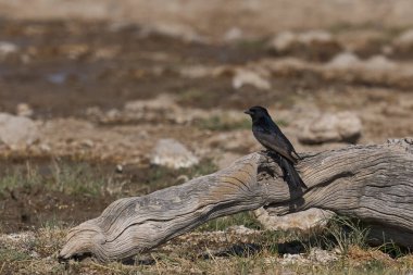 Çatal Kuyruklu Drongo (Dicrurus adsimilis), Namibya 'daki Etosha Ulusal Parkı' ndaki ölü bir ağaç kütüğüne tünemiştir.