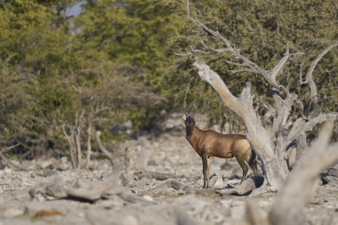 Etosha Ulusal Parkı, Namibya 'da ağaçlık bir alanda Kırmızı Hartebeste (Alcelaphus buselaphus caama)   
