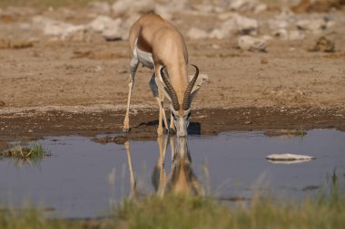 Male Springok (Antidorcas marsupialis) at a waterhole in Etosha National Park, Namibia
