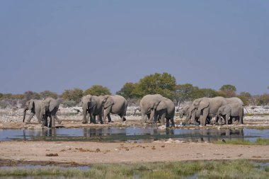 Afrika fili sürüsü (Loxodonta africana) Namibya 'daki Etosha Ulusal Parkı' nda bir su birikintisinde.