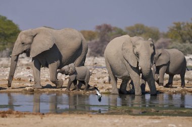 Afrika fili sürüsü (Loxodonta africana) Namibya 'daki Etosha Ulusal Parkı' nda bir su birikintisinde.