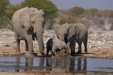 Afrika fili sürüsü (Loxodonta africana) Namibya 'daki Etosha Ulusal Parkı' nda bir su birikintisinde.