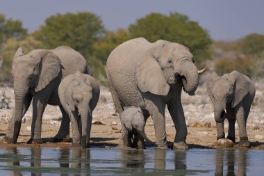 Afrika fili sürüsü (Loxodonta africana) Namibya 'daki Etosha Ulusal Parkı' nda bir su birikintisinde.