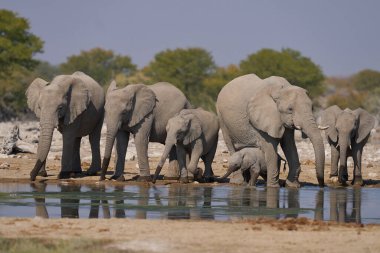 Afrika fili sürüsü (Loxodonta africana) Namibya 'daki Etosha Ulusal Parkı' nda bir su birikintisinde.