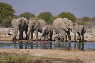 Afrika fili sürüsü (Loxodonta africana) Namibya 'daki Etosha Ulusal Parkı' nda bir su birikintisinde.