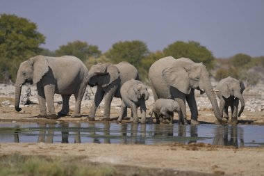Afrika fili sürüsü (Loxodonta africana) Namibya 'daki Etosha Ulusal Parkı' nda bir su birikintisinde.