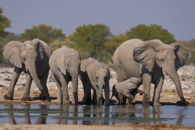 Afrika fili sürüsü (Loxodonta africana) Namibya 'daki Etosha Ulusal Parkı' nda bir su birikintisinde.