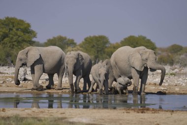 Afrika fili sürüsü (Loxodonta africana) Namibya 'daki Etosha Ulusal Parkı' nda bir su birikintisinde.